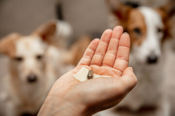 Woman holding a medicine pill with cheese treat to her two dogs