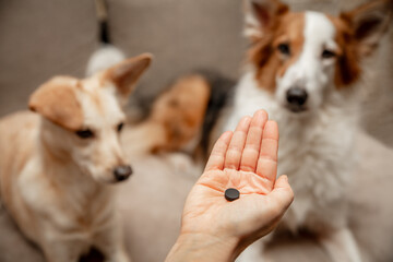 Woman holding a activated charcoal tablet to her dogs, first aid help for poisoning or diarrhea