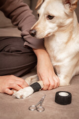 Cute mongrel dog has a leg injury, woman bandaging a paw at home