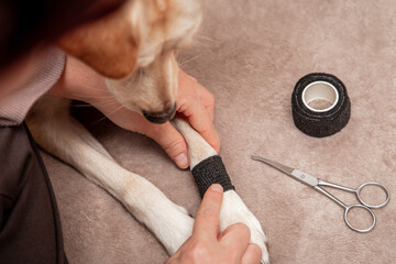 Woman applying a bandage on a wounded dog leg or paw, first aid at home