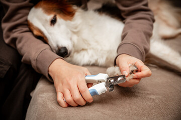 Woman cutting dog claw nails with a nail clipper tool, manicure at home - obrazy, fototapety, plakaty