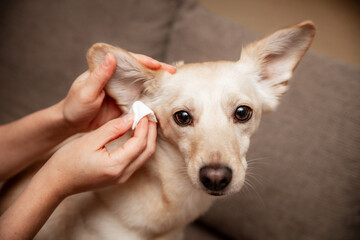 Woman cleans a dog ear, hygienic and health care for the pet