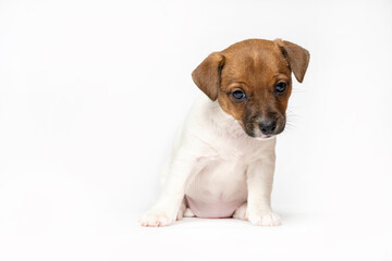 A small Jack Russell terrier puppy on a white background. A funny six-week-old puppy. There is a lot of free space . A banner with a small puppy.