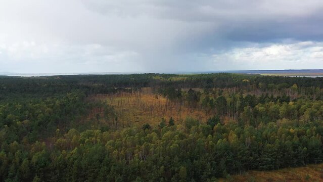 Aerial view of a forest trees with autumn colours at Slowinski National Park, Poland.