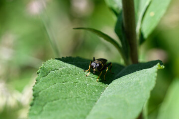 Naklejka premium Insekt sitzt auf einem grünen Blatt im Schatten. Sonne scheint. Makro aufnahme mit grünem Bokeh