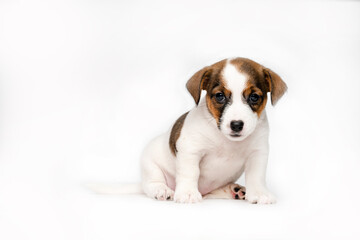 A small Jack Russell terrier puppy on a white background. A funny six-week-old puppy. There is a lot of free space . A banner with a small puppy.