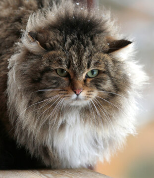 portrait of a fluffy green-eyed cat