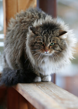fluffy green-eyed cat with snowflakes on its fur