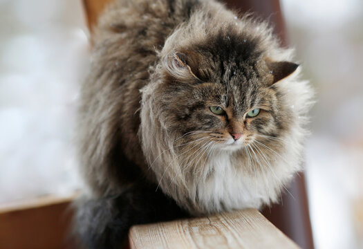 fluffy cat sitting on the railing with green eyes