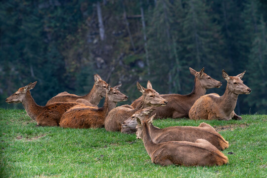 Kahlwild Images – Browse 572 Stock Photos, Vectors, and Video | Adobe Stock