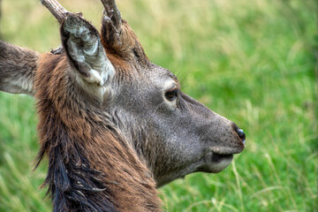 Junger Spießer Hirsch rotwild