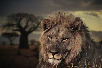 A beautiful Lion against the backdrop of a romantic savannah at sunset