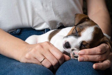 A charming little 6-week-old Jack Russell Terrier puppy sleeps on the feet of the owner. Portrait...