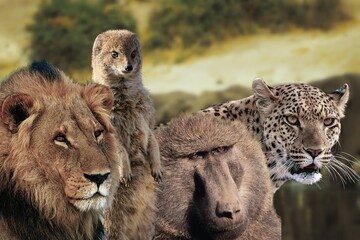 African animals (Safari)