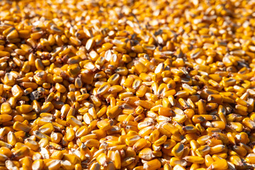 close up of corn grains