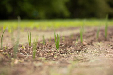 onion growing in garden 