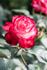 Beautiful rose in the garden.