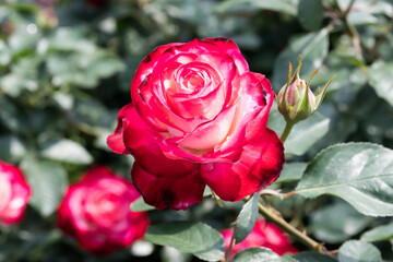 Beautiful rose in the garden.