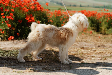 White dog puppy walks in a poppy field. Natural background with dog puppy sitting on a summer Sunny meadow surrounded by flowers.
