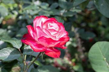 Beautiful rose in the garden.