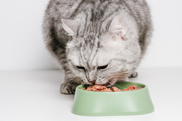 Cat is eating wet food from the bowl © Natureveryday