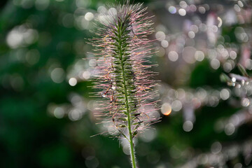 kwiat rozlpenicy pod słońce, rozplenica japońska (Pennisetum alopecuroides), Pennisetum grass, rosa na kwiatach trawy, kropla wody po deszczu na gaurze, morning dew, raindrops on a spike of grass	 - obrazy, fototapety, plakaty
