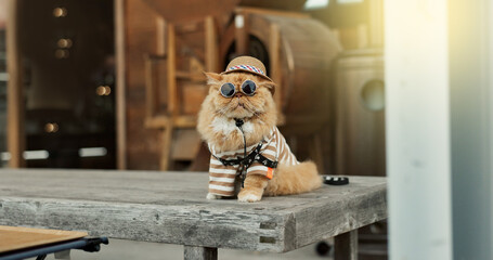 Cat, sunglasses and outdoor in pet clothes with style, fashion and funny in city, street or road....