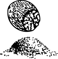Hand drawn vector line peeled nutmeg.