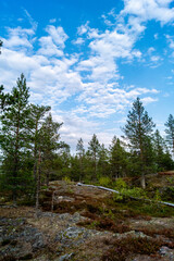 Rorest in Rovaniemi Lapland 
Finland Sunset