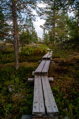 Fototapeta premium Rorest in Rovaniemi Lapland Finland Sunset