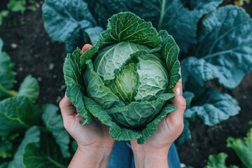 hands holding a green cabbage in a garden - obrazy, fototapety, plakaty