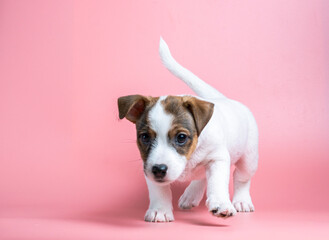 Funny little Jack Russell Terrier puppy on a pink background.