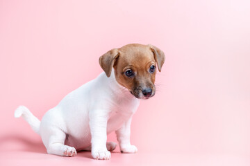Funny little Jack Russell Terrier puppy on a pink background.