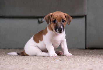 Small, cute, funny Jack Russell Terrier puppy in the room on the rug.
