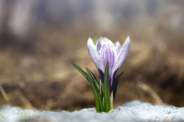 Crocus blossomed on a spring sunny day. A beautiful blue primrose on a background of brilliant white snow.	