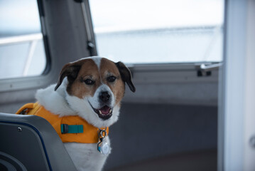 Seadog enjoys a relaxing ride in the boat's rear seat