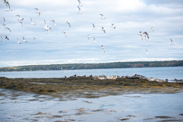 Group of grey seagulls relaxing together on rocky shore in Casco Bay in Maine
