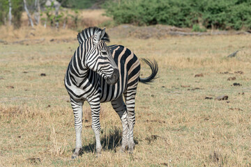 Fototapeta na wymiar Zèbre au Botswana, réserve de Moremi