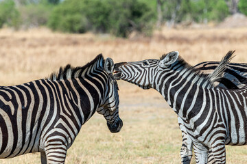 Zèbres au Botswana, réserve de Moremi