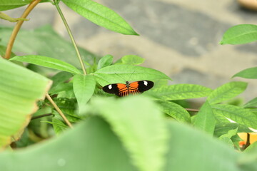 butterfly on a leaf