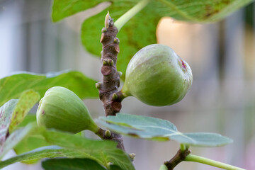 A beautiful fig tree full of figs.
