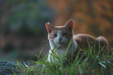 草の上に座って見つめる猫
