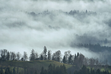 Nebel steigt aus dem Wald auf. Baumspitzen ragen aus der Nebelwand. Vordergrund Wiese und Bäume. Luftaufnahme einer Nebellandschaft