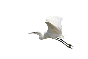 Beautiful flying Egret isolated on transparent background png file	
