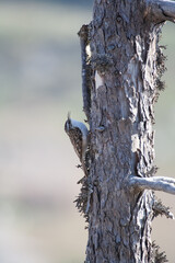 Obraz premium Alpine treecreeper, (Certhia familiaris) Rampichino alpestre