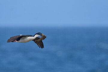 Imperial Shag (Phalacrocorax atriceps albiventer) in flight carrying vegetation to be used as nesting material on Sea Lion Island in the Falkland Islands