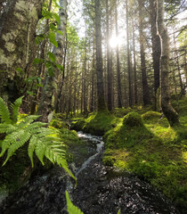 Bosque verde con rio atravesando, arboles y luz del sol