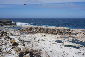 Large colony of Imperial Shag (Phalacrocorax atriceps albiventer) on the cliffs of Sealion Island...