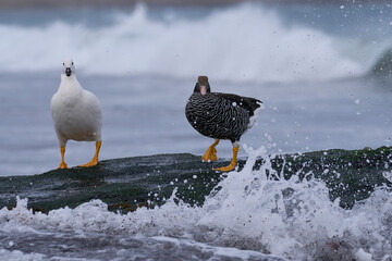 Pair of Kelp Geese (Chloephaga hybrida malvinarum) on the rocky coast of Sea Lion Island in the...
