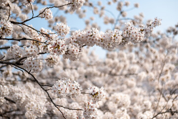 Cherry Blossoms against the blue sky in spring with Soft focus, in Korea